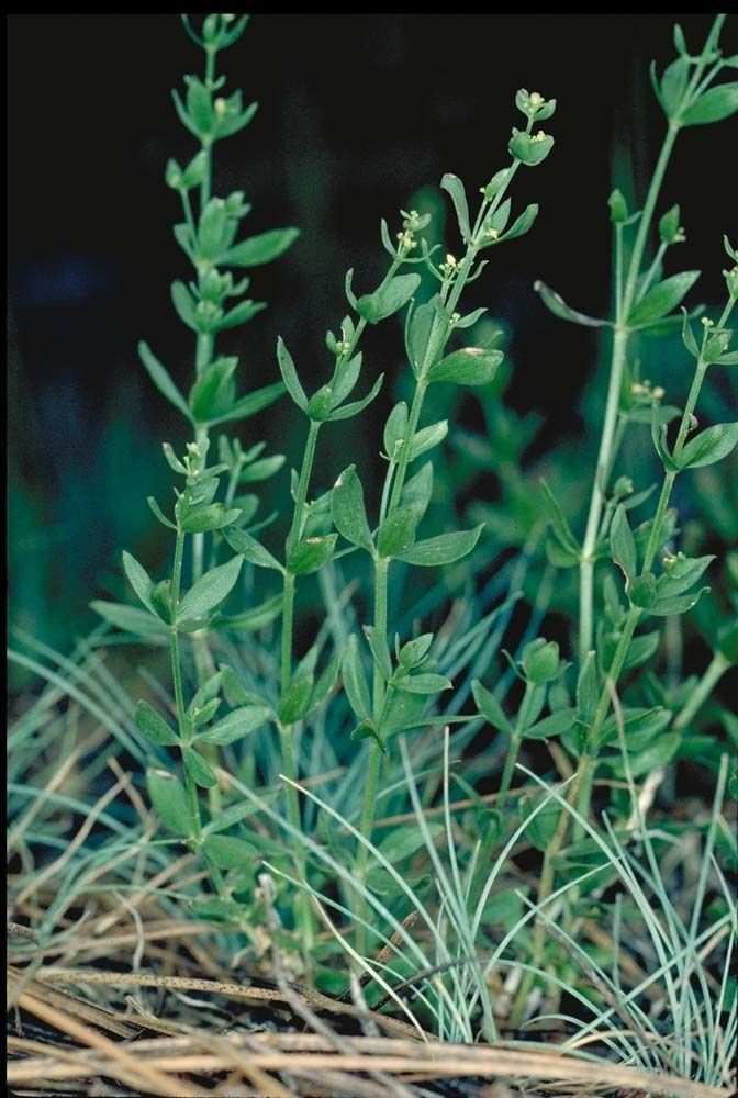 Galium serpenticum habit