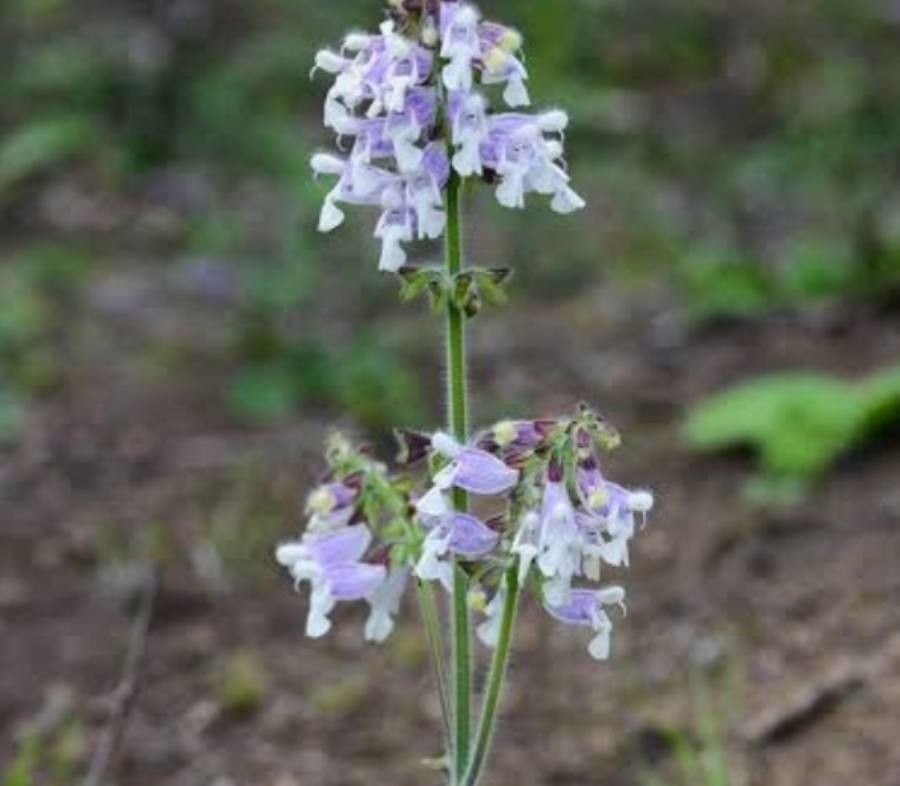 Salvia aerea flower