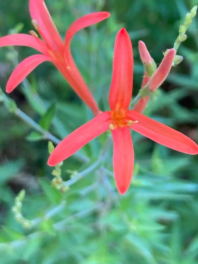 Anisacanthus quadrifidus flower