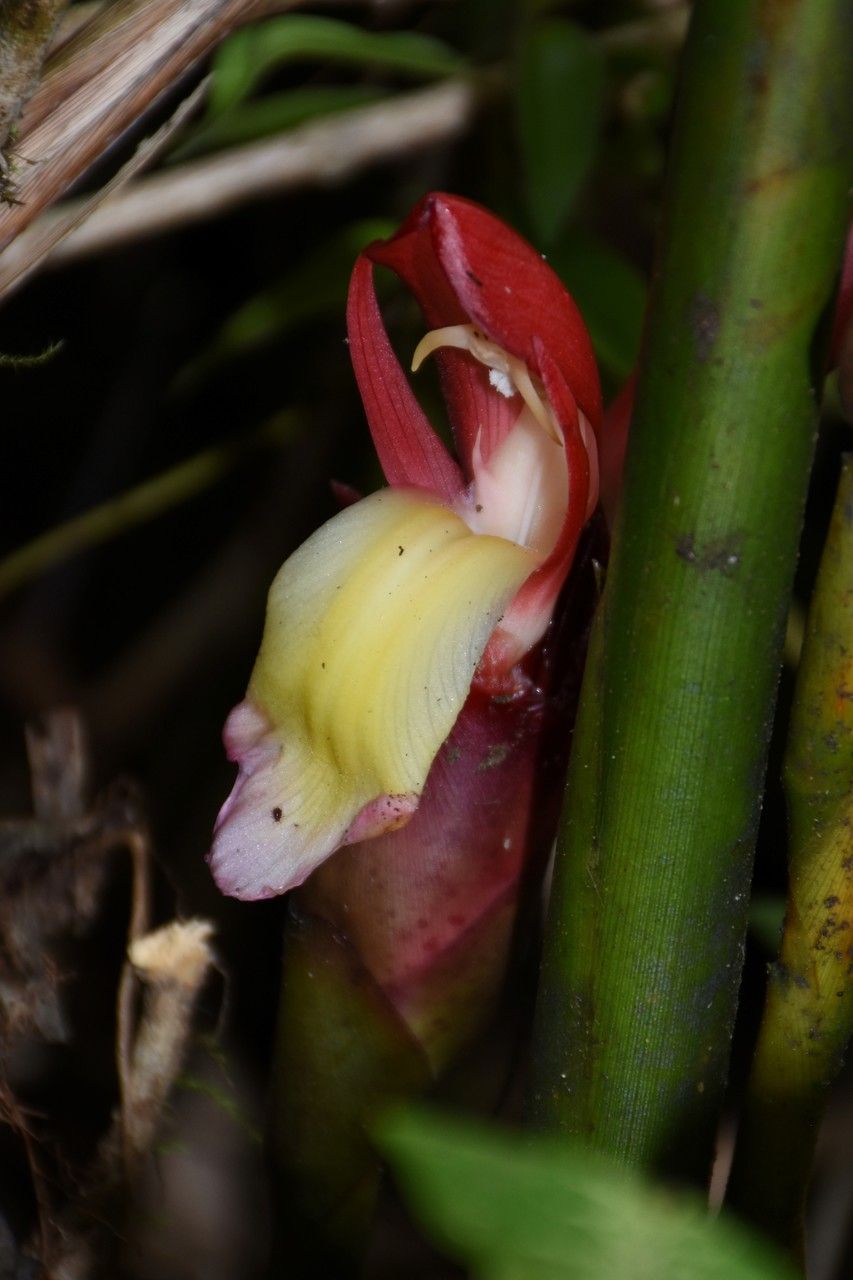 Aframomum angustifolium flower