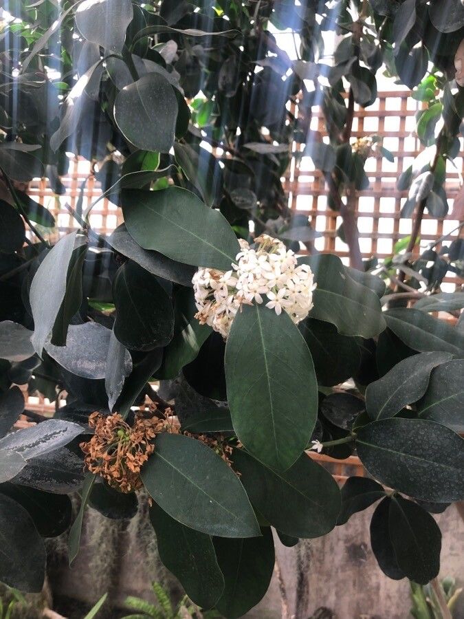 Acokanthera oblongifolia — related species from the same genus