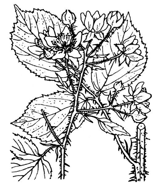 Rubus distractus other