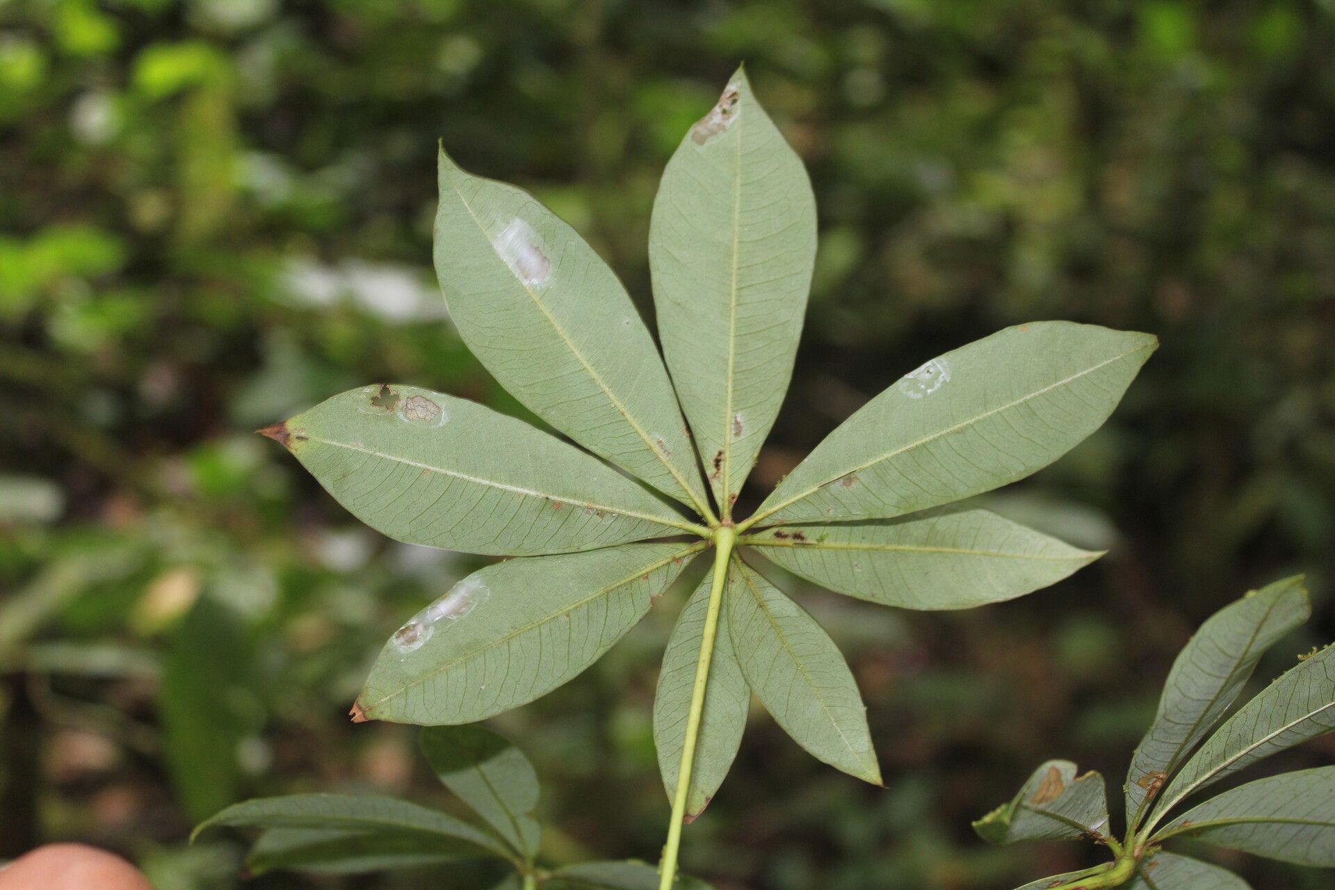 Spirotheca rosea flower