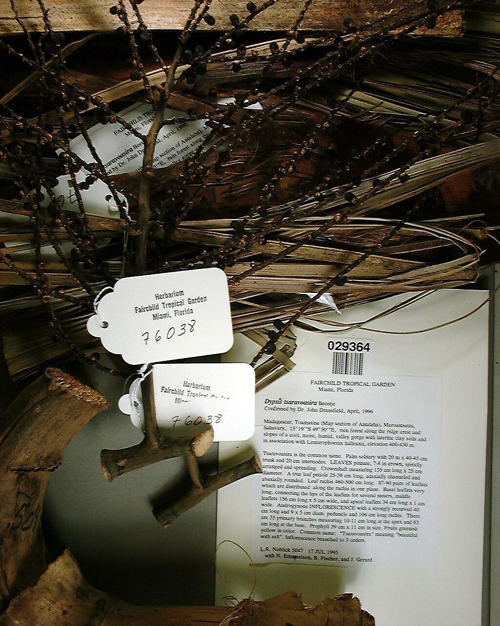 Dypsis tsaravoasira — houseplant care guide