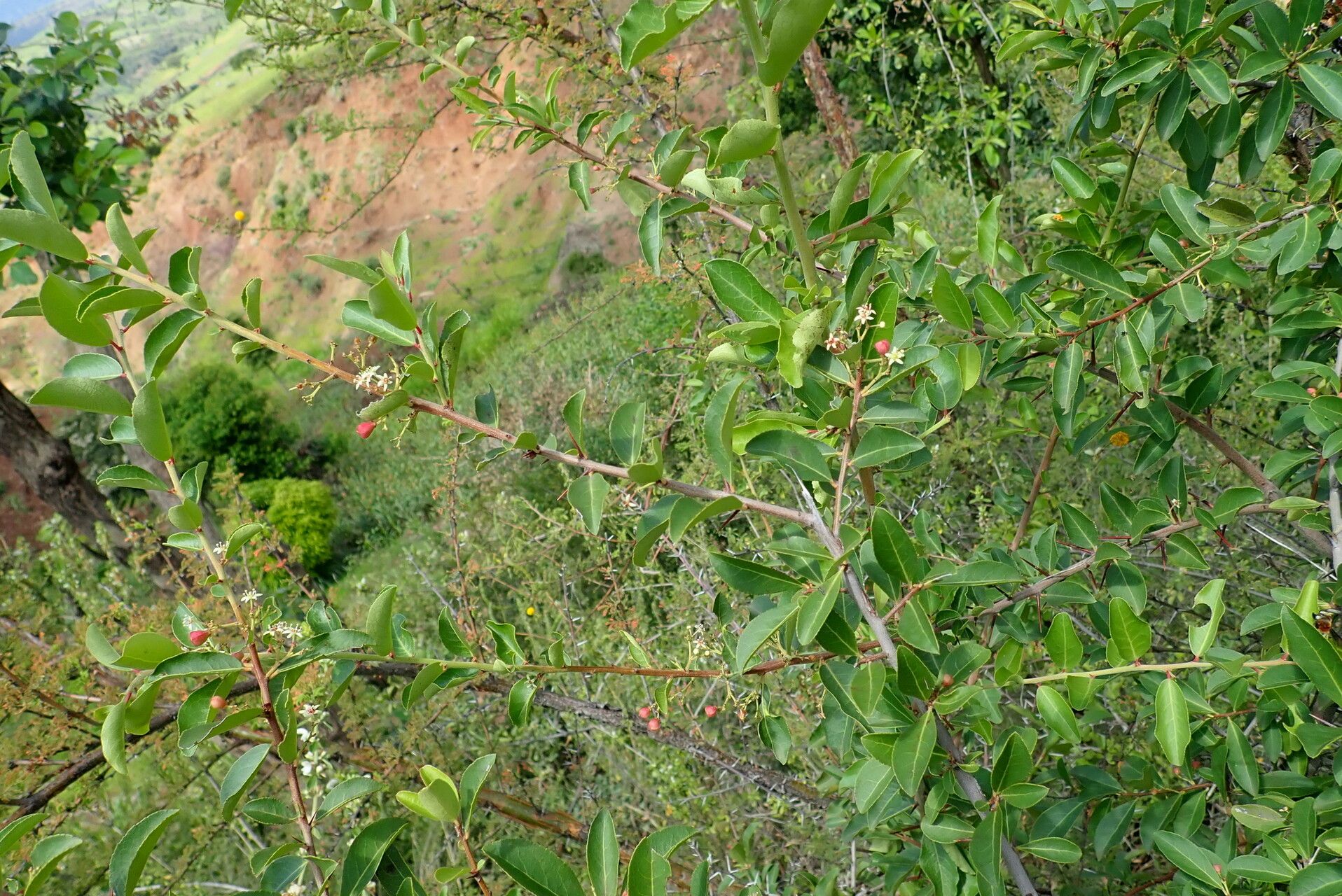 Gymnosporia arbutifolia — related species from the same genus