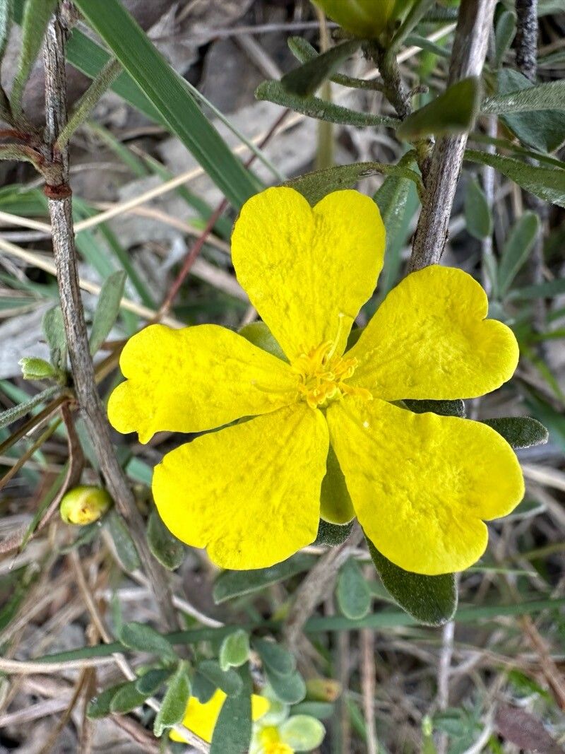 Hibbertia hypericoides — houseplant care guide