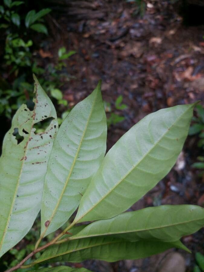 Iryanthera sagotiana — houseplant care guide