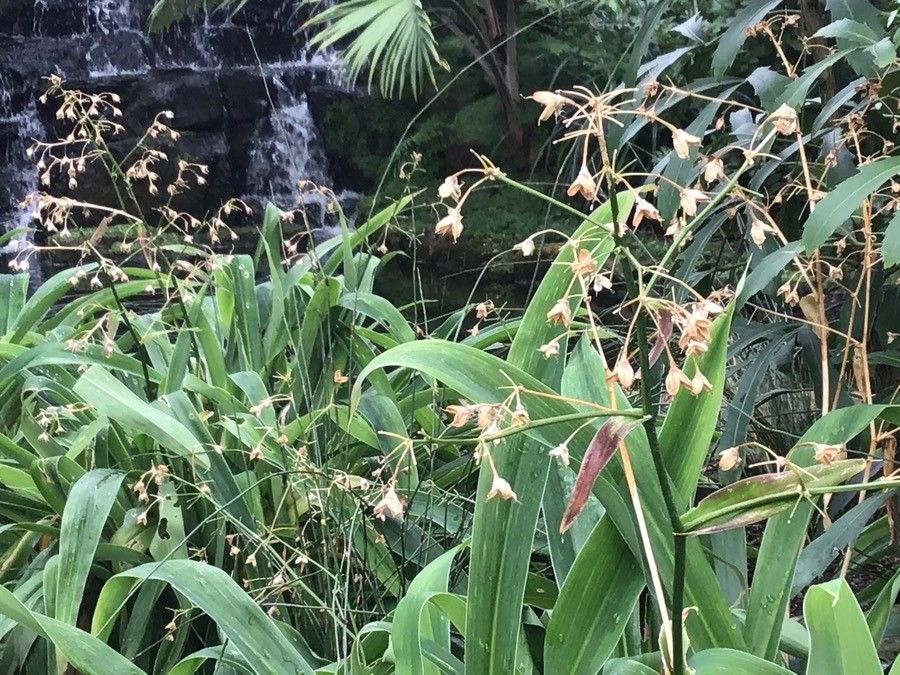Arthropodium cirrhatum flower