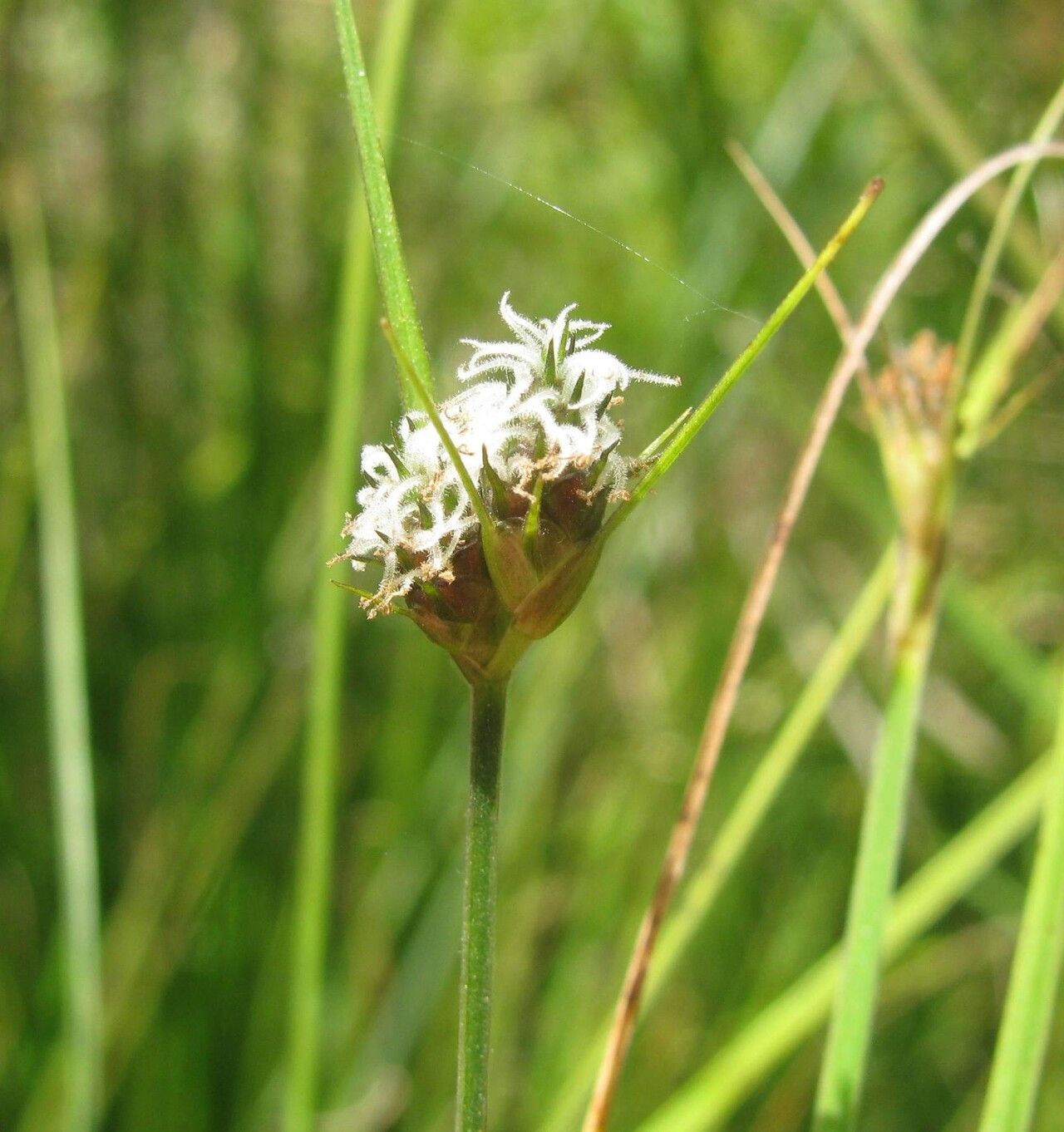 Fuirena coerulescens — related species from the same genus