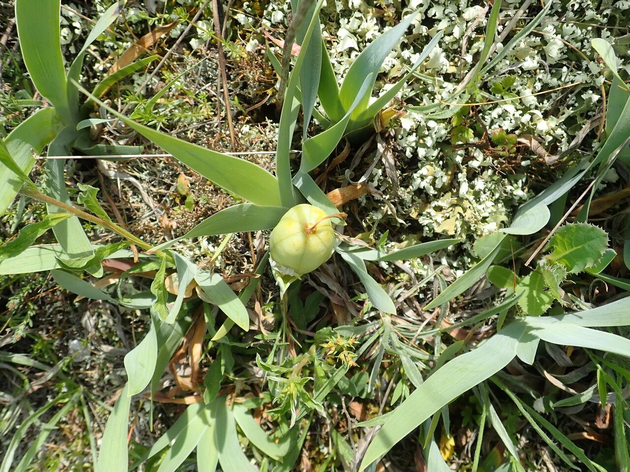 Iris lutescens fruit