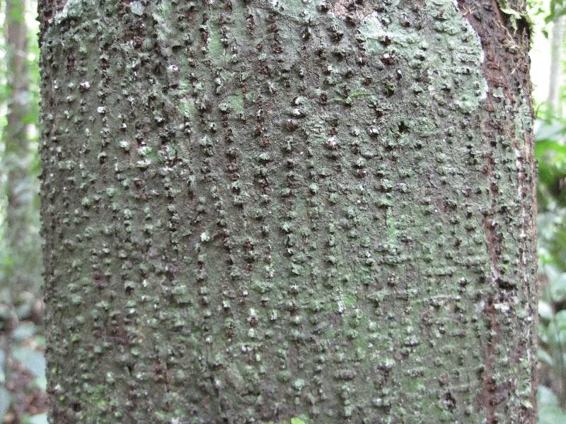 Annona prevostiae — search result for 'Annona'