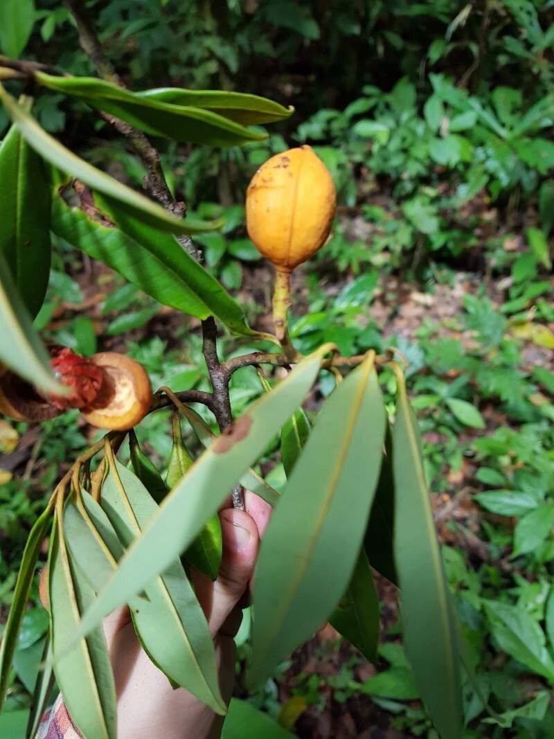 Virola fosteri fruit