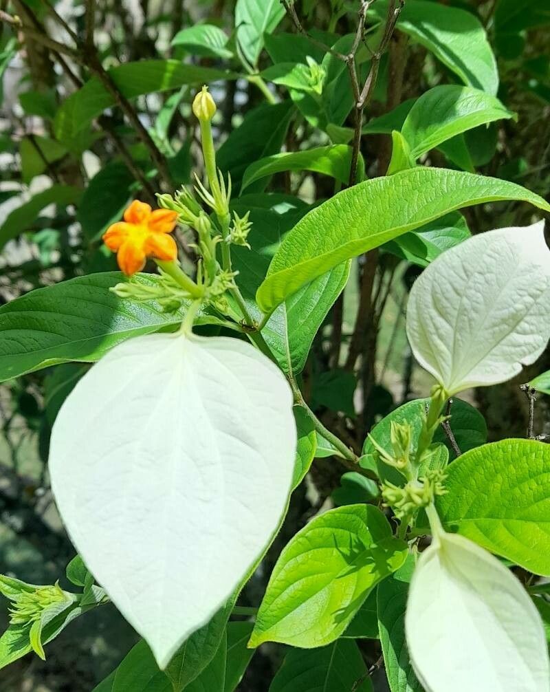 Mussaenda frondosa leaf