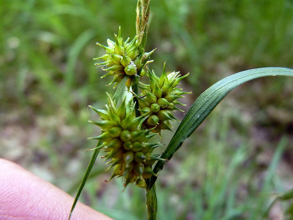 Carex demissa fruit
