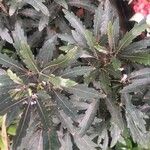 Schefflera elegantissima