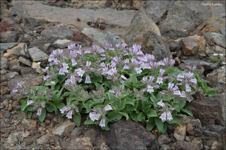Pennellianthus frutescens flower