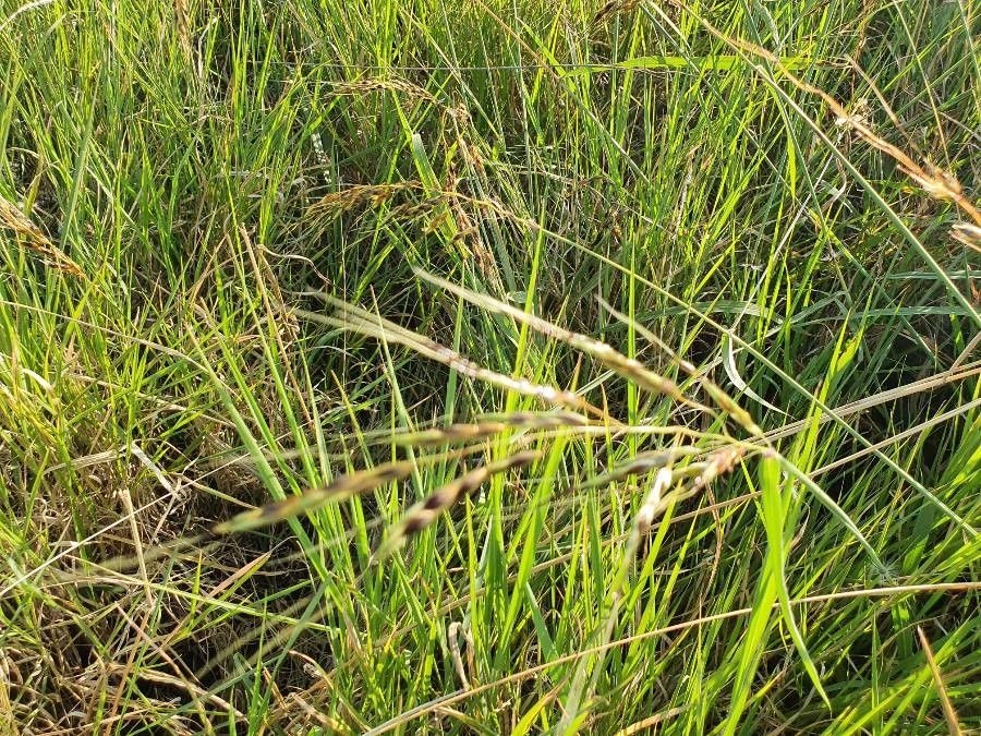 Sarga purpureosericea fruit