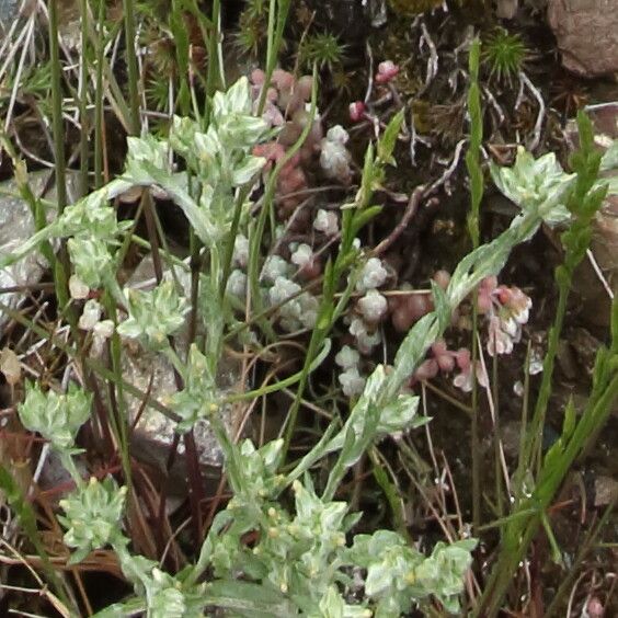 Filago minima flower