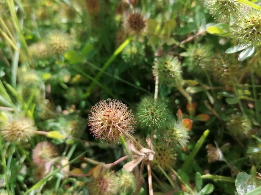 Trifolium lappaceum fruit