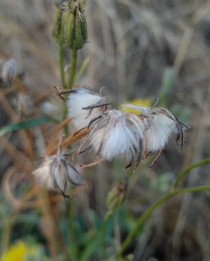 Crepis bursifolia fruit