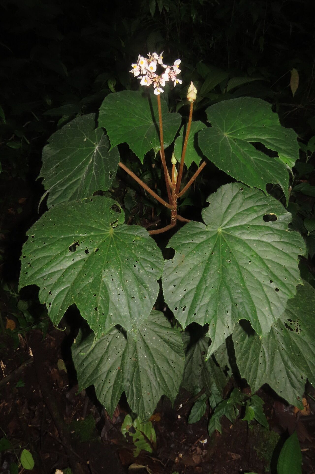 Begonia involucrata — search result for 'Begonia'