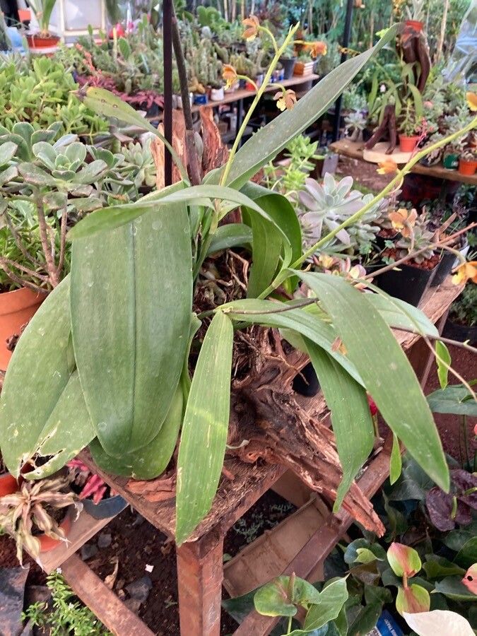 Prosthechea varicosa — houseplant care guide