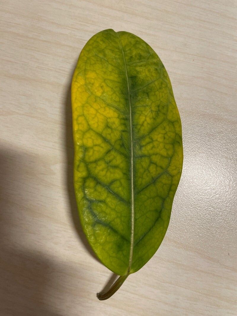 Nuxia verticillata — search result for 'Stilbaceae'