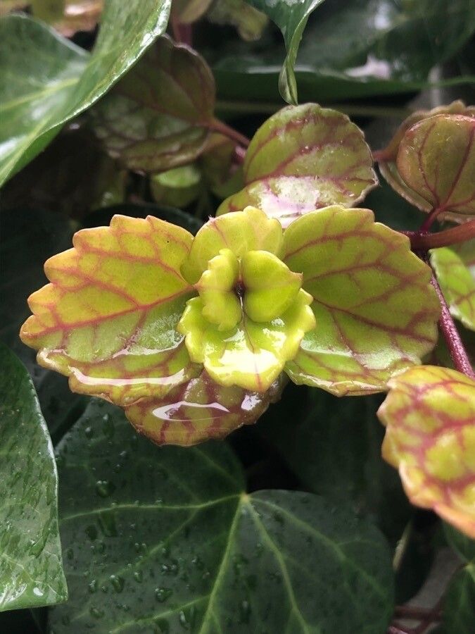 Plectranthus parviflorus leaf