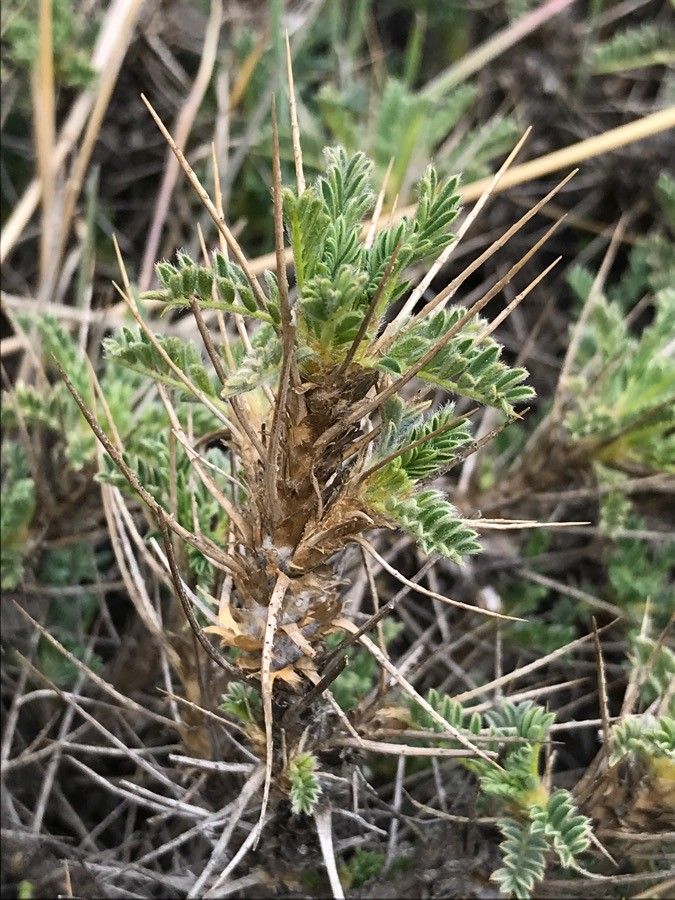 Astragalus siculus leaf