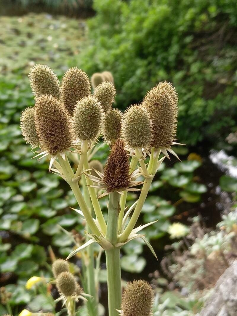 Eryngium agavifolium fruit