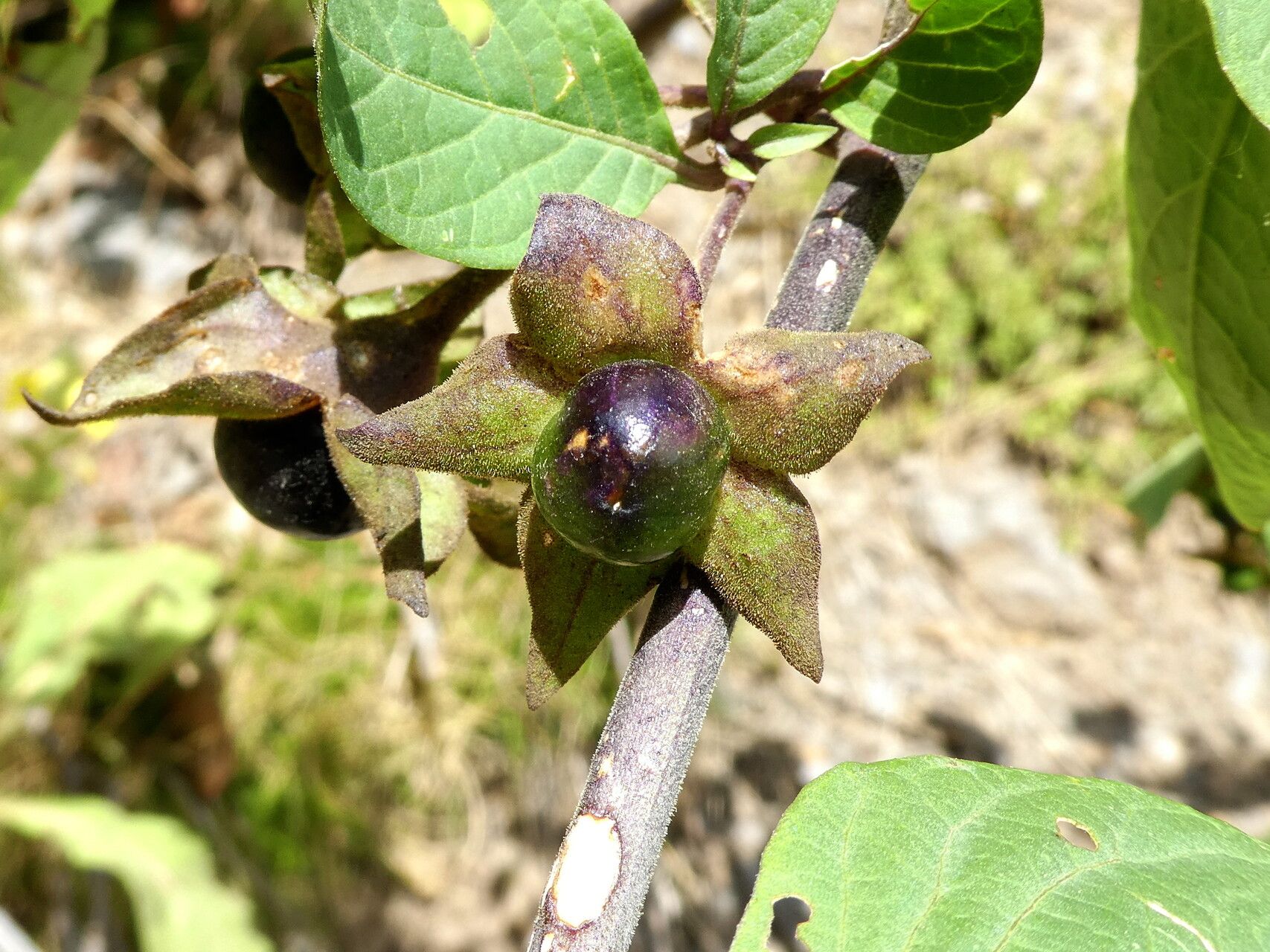 Atropa bella-donna fruit