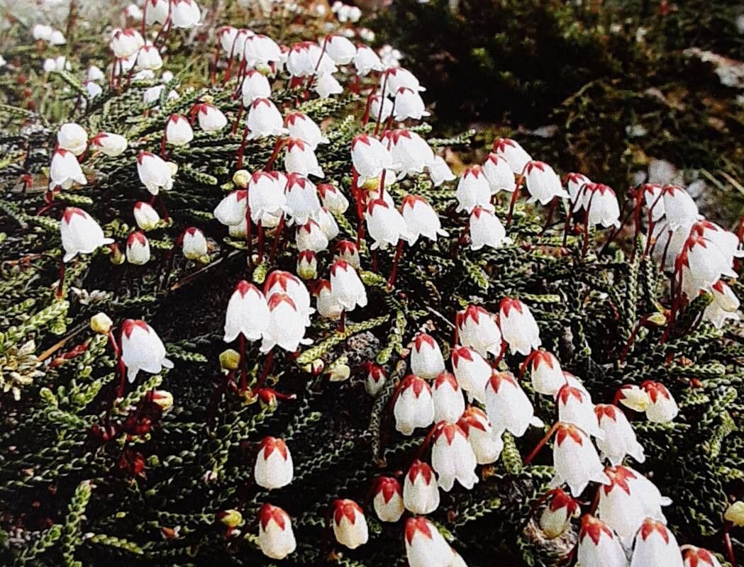 Cassiope lycopodioides — related species from the same genus