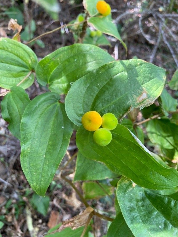 Prosartes trachycarpa fruit