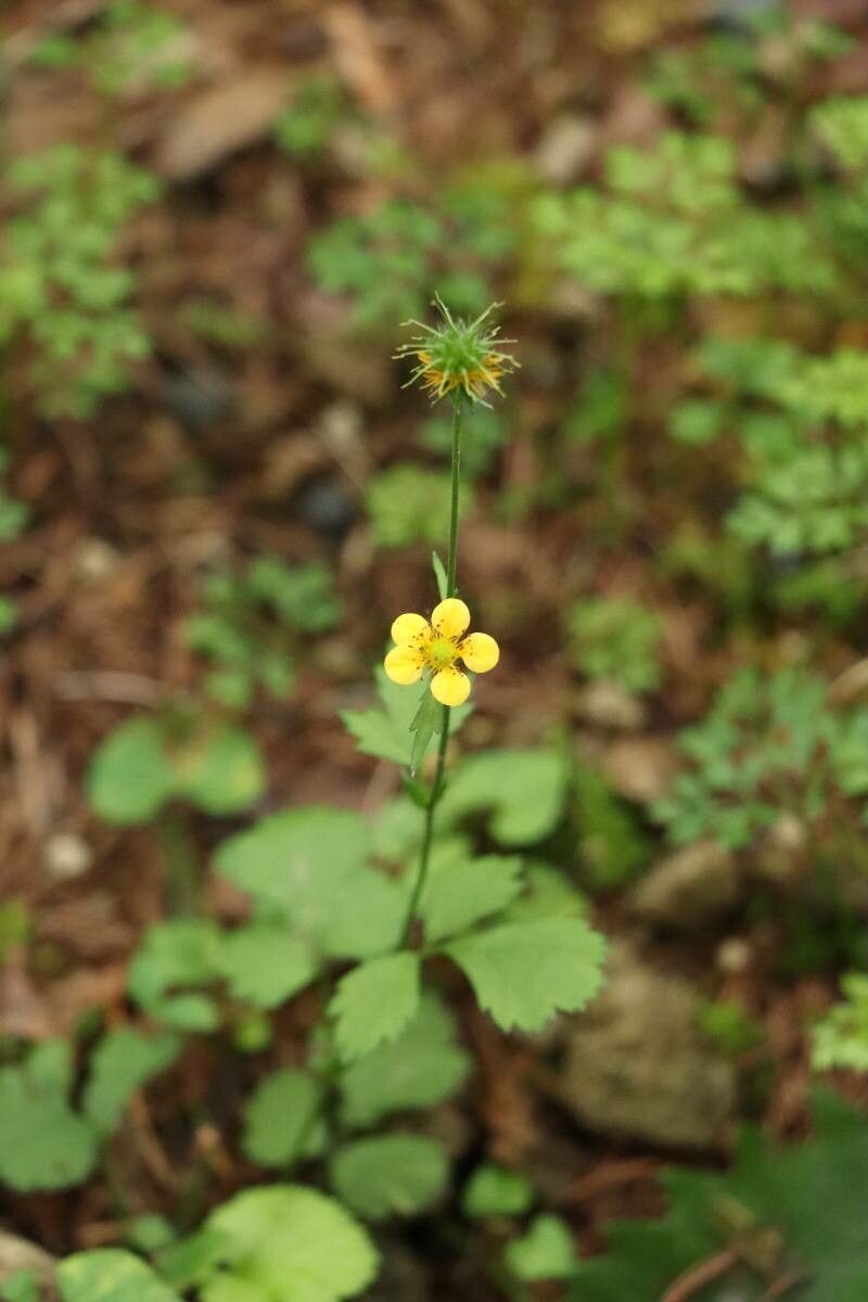Geum japonicum — search result for 'Geum'