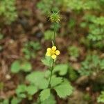 Geum japonicum