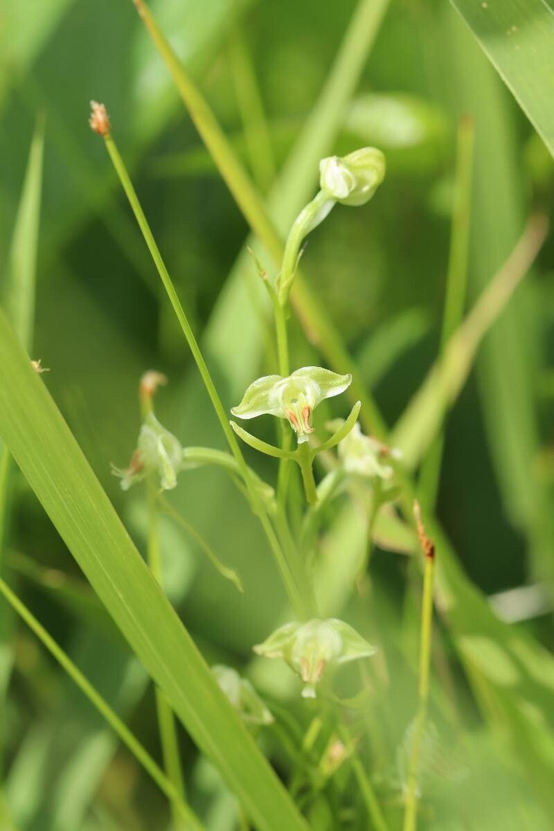 Habenaria sagittifera — houseplant care guide