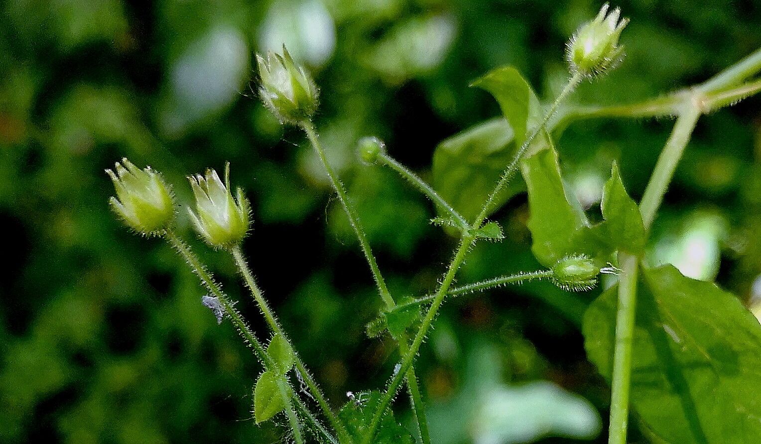 Stellaria neglecta fruit