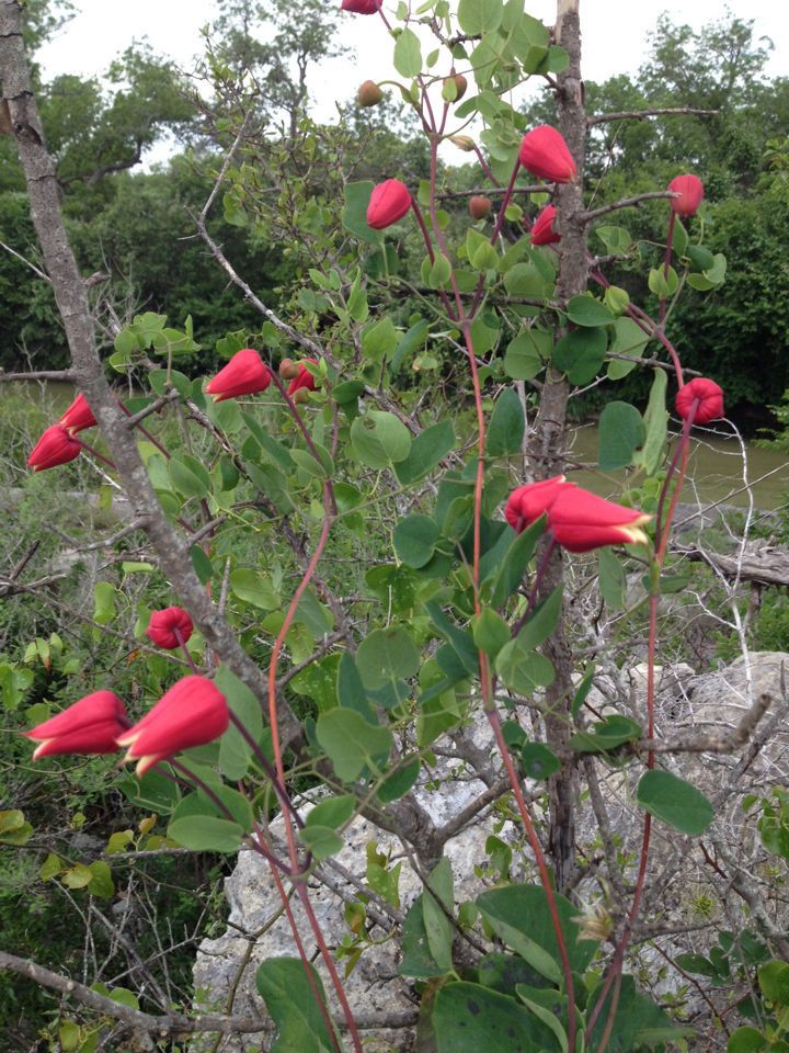 Clematis texensis fruit