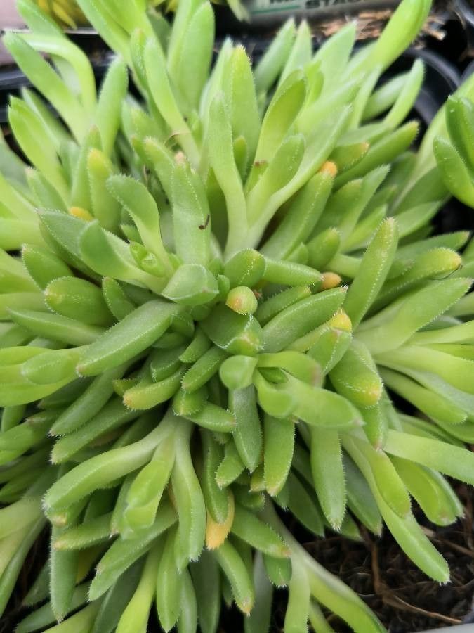Delosperma lineare — houseplant care guide