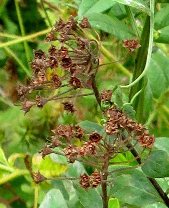 Spiraea × inflexa flower
