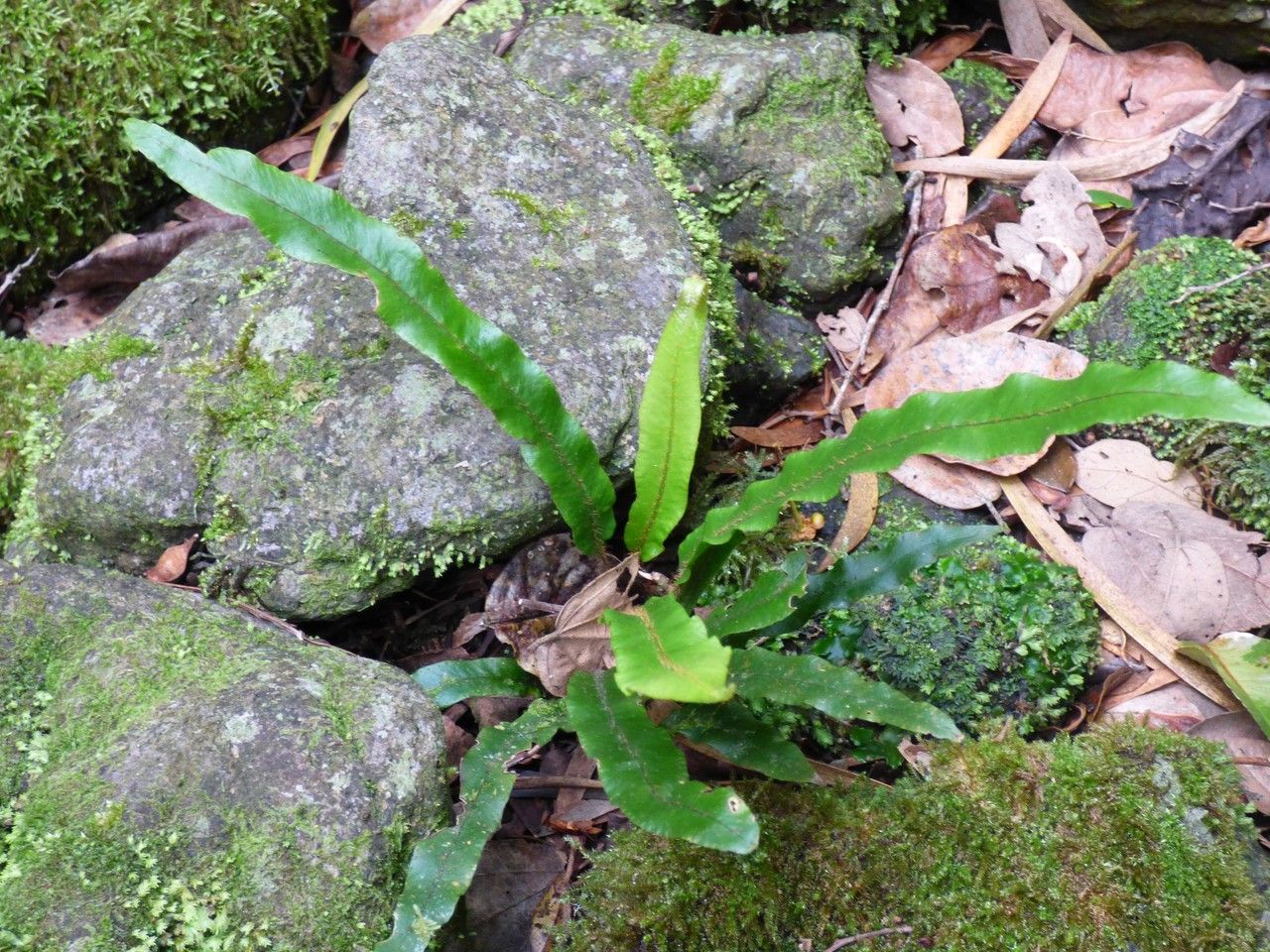 Elaphoglossum aubertii habit