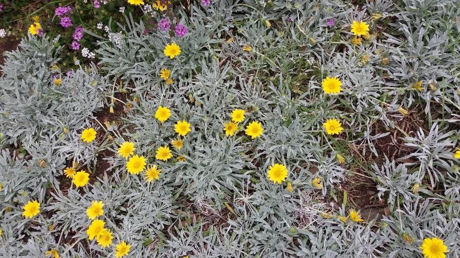 Bahia absinthifolia — search result for 'and Chihuahua'