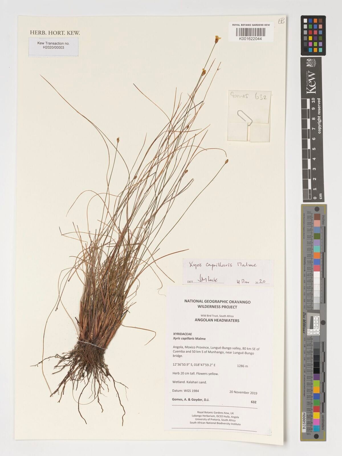 Xyris capillaris — houseplant care guide