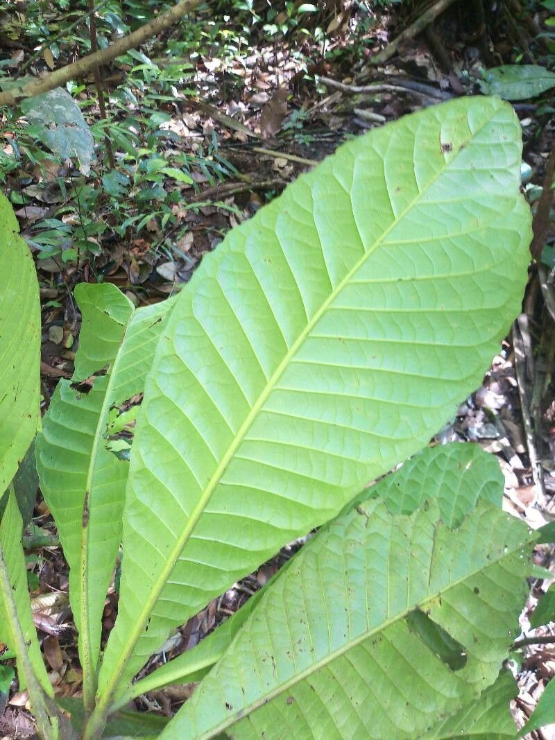 Siparuna pachyantha — houseplant care guide