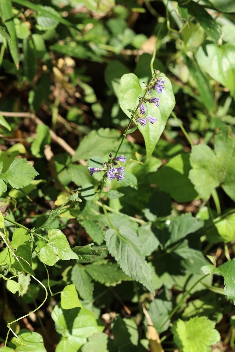 Salvia japonica — houseplant care guide