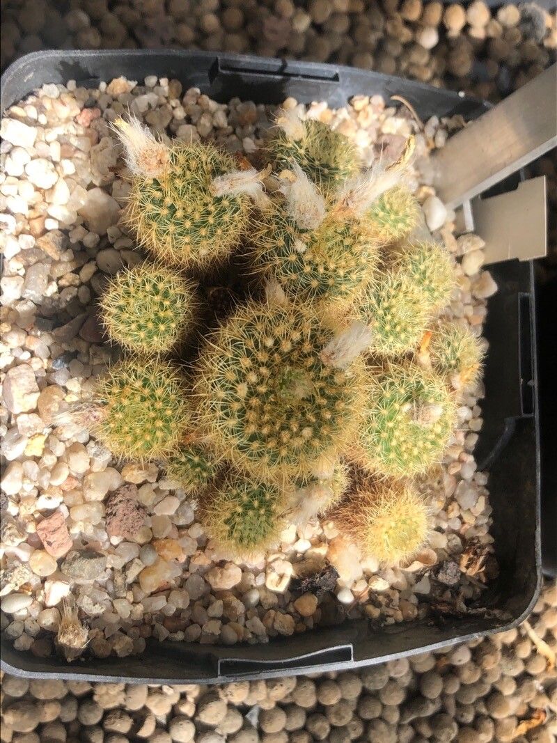 Frailea pumila — search result for 'Uruguay'