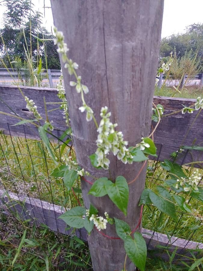 Fallopia scandens flower