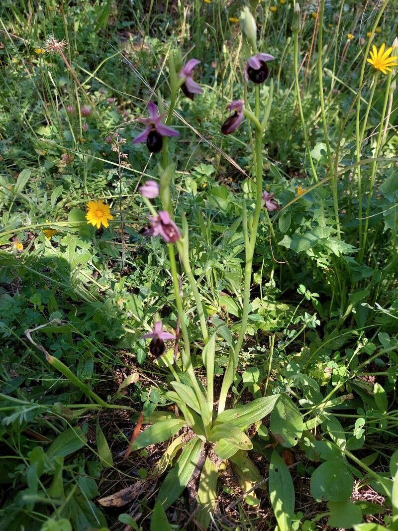 Ophrys × flavicans — houseplant care guide