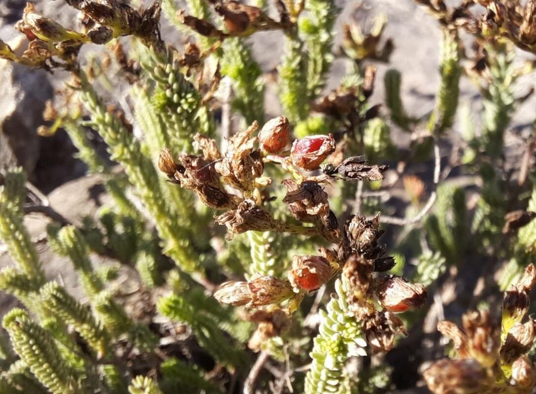 Hypericum ericoides fruit