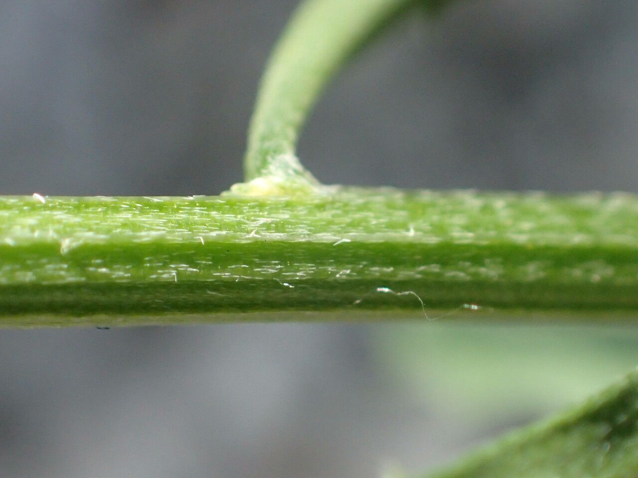 Erysimum nevadense bark